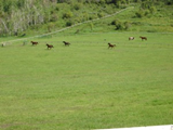 1251588316_cr summit herd 1 in meadow