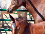 1251590593_blue & saint dash 2