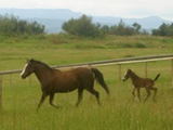 1251590609_blue & saint dash