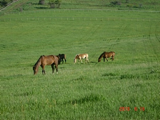 DSC03152